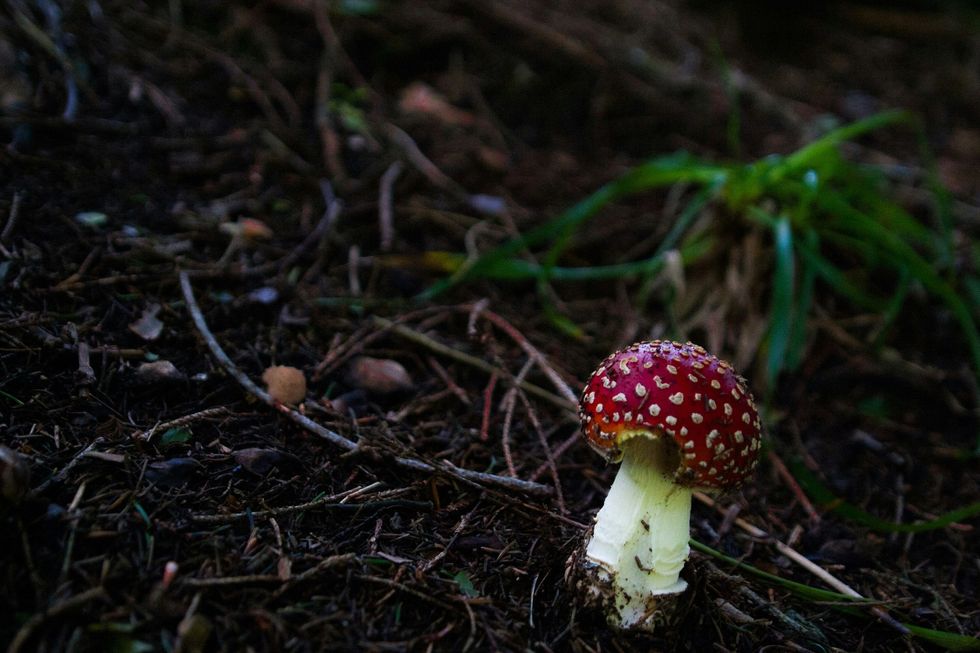 a small red and white mushroom on the ground