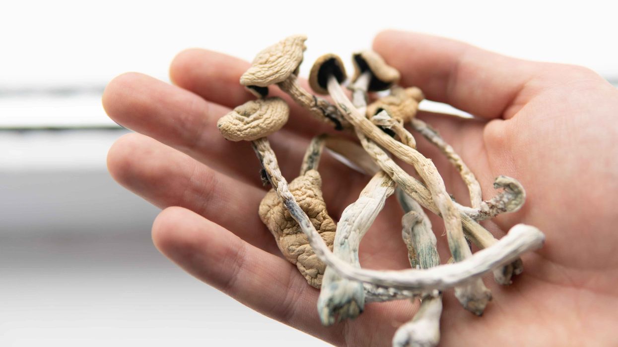 Albino A+ shrooms are not for beginners.