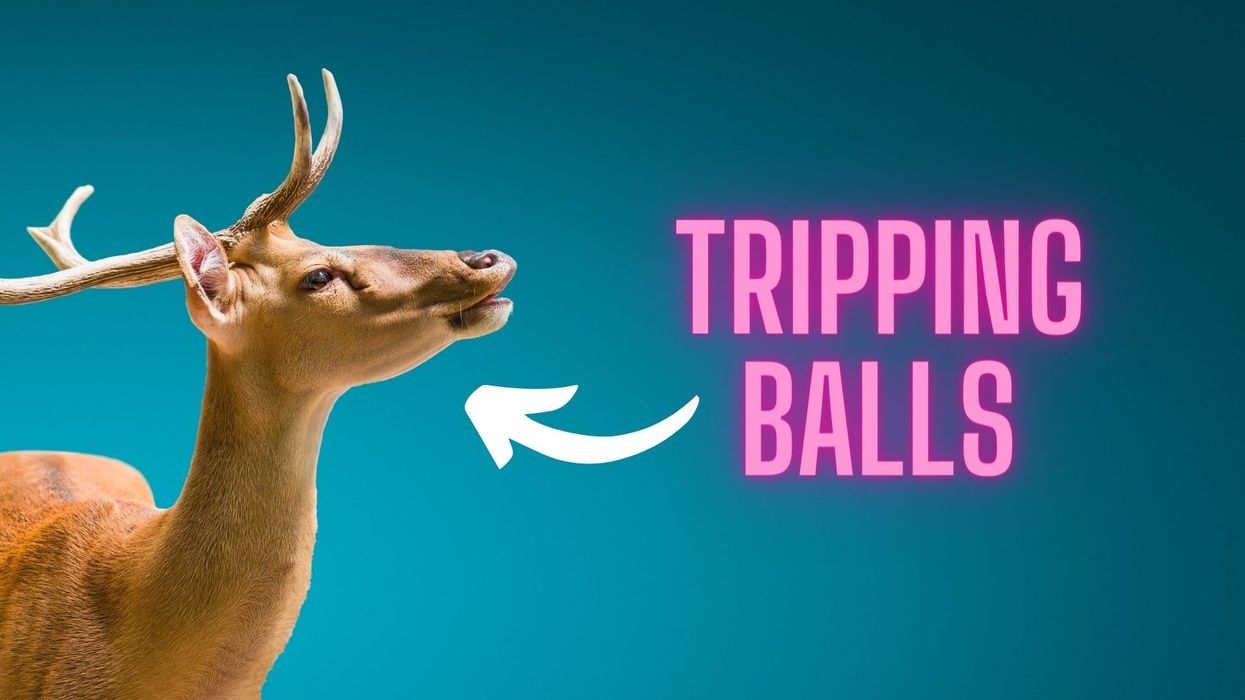 Animals enjoy altered states just as much as humans.