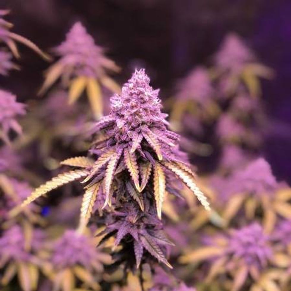 Blueberry Muffin Strain: A Delicious Indica-Dominant Hybrid with Tranquil Effects