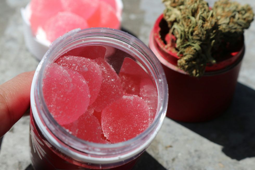 Can Drug-Sniffing Dogs Detect Edibles? - The Bluntness - Can Drug Sniffing Dogs Smell Thc Gummies