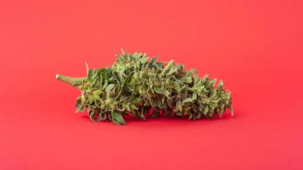 cannabis bud