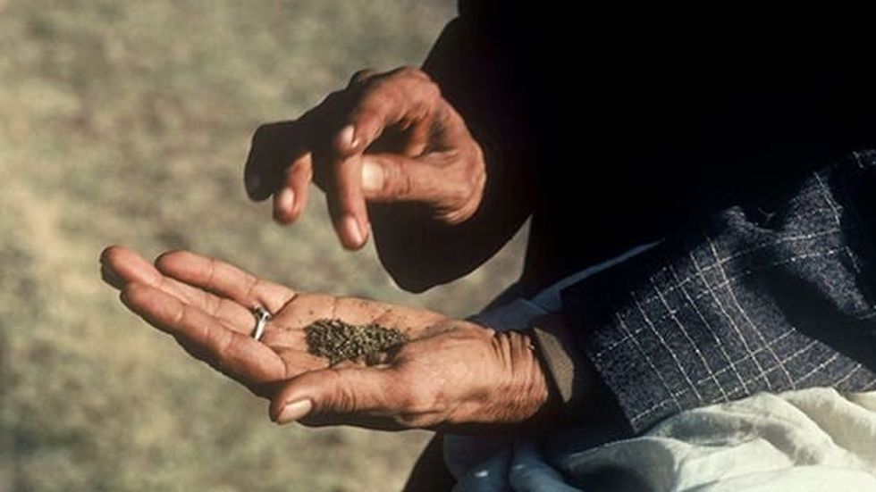 Cannabis is an ancient medicine first used in Central Asia.