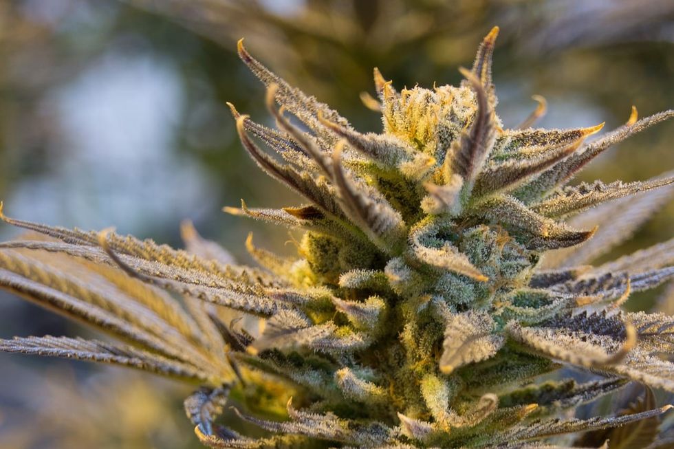 cannabis plant in grow facility