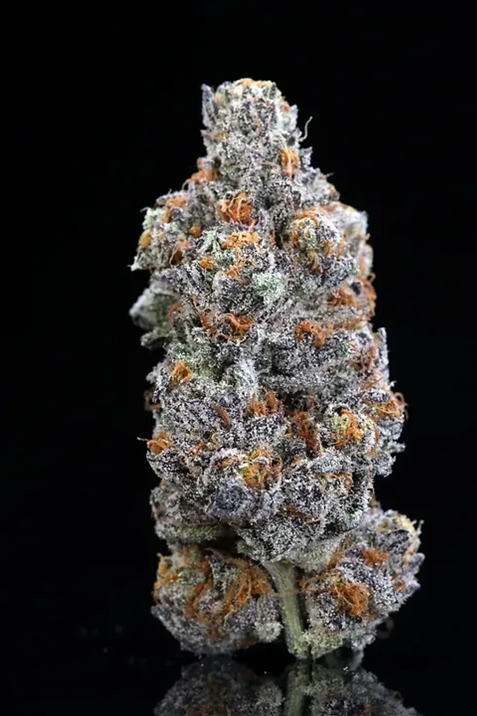 Cereal Milk Cannabis Strain: A Sweet and Balanced Hybrid - The Bluntness