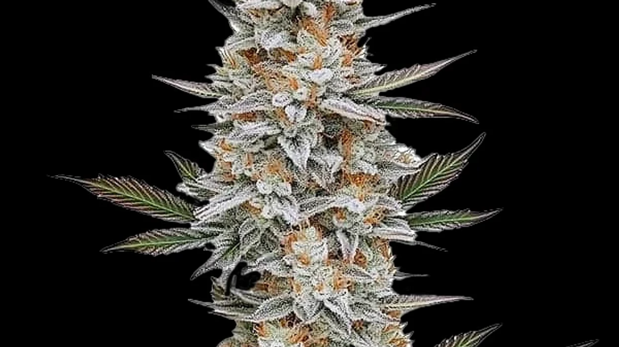 Chem Dog: The Diesel Legend