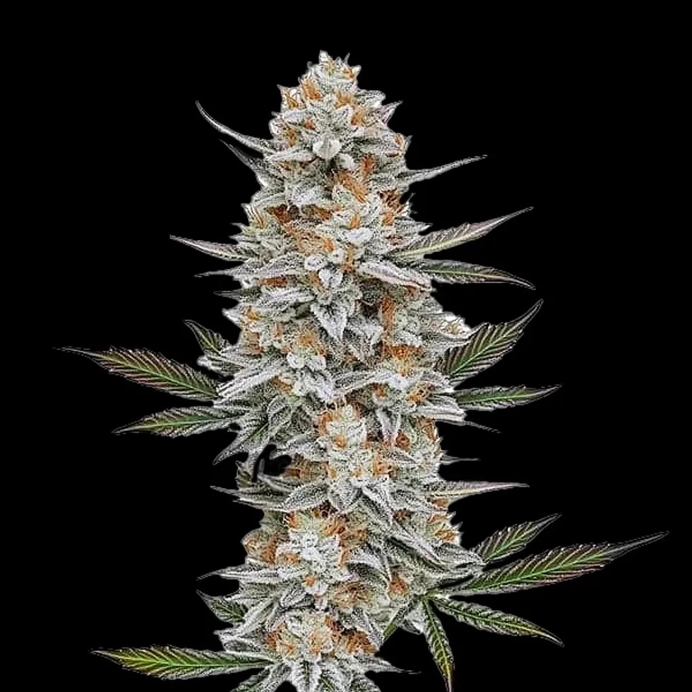 Chem Dog: The Diesel Legend