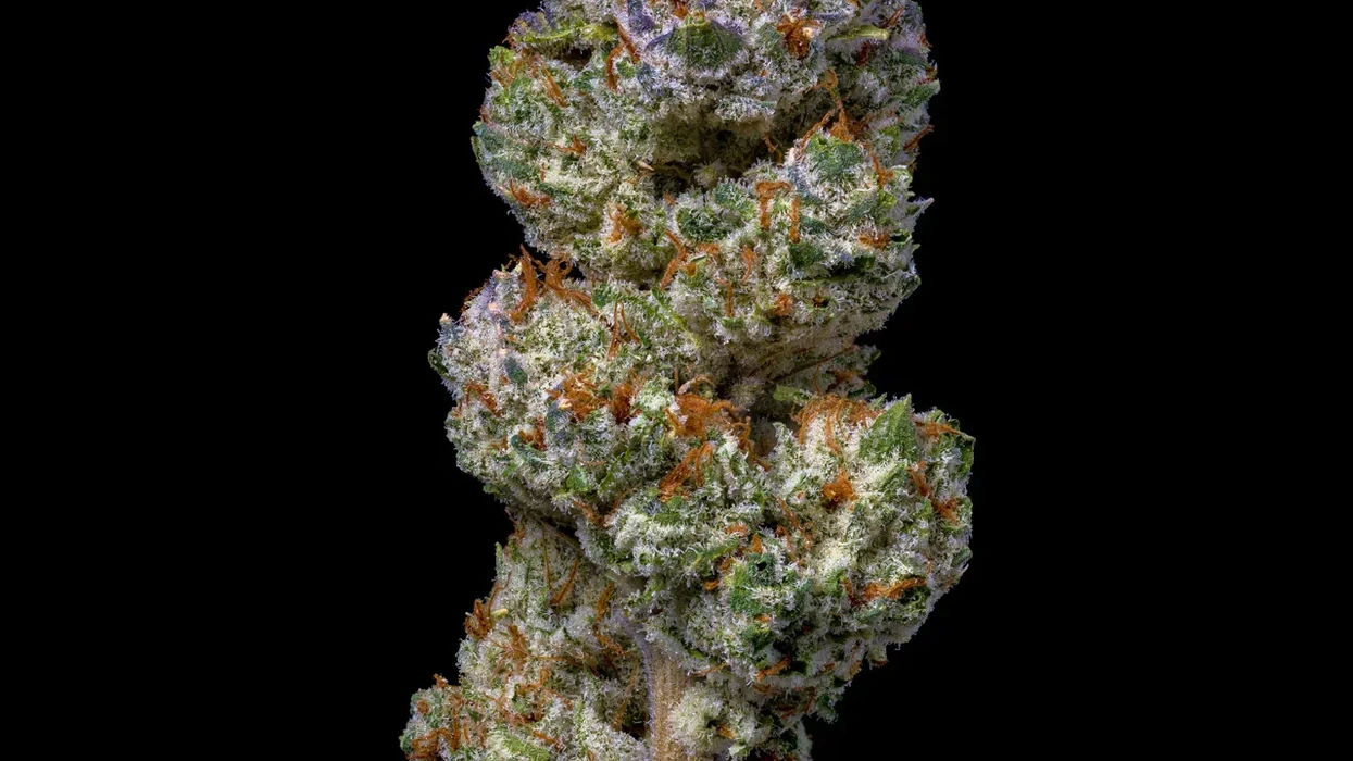 close up image of harvested Cheetah Piss cannabis flower strain
