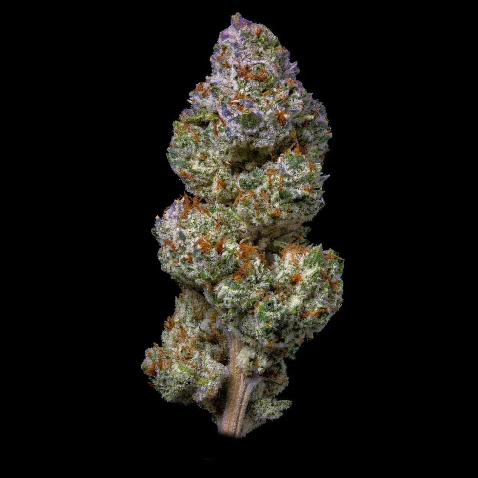 close up image of harvested Cheetah Piss cannabis flower strain