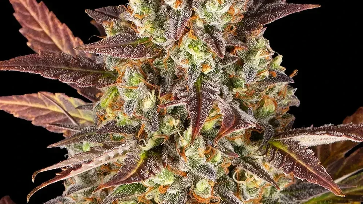 close up, macro image of Amnesia Haze strain from North Atlantic Seed Co.