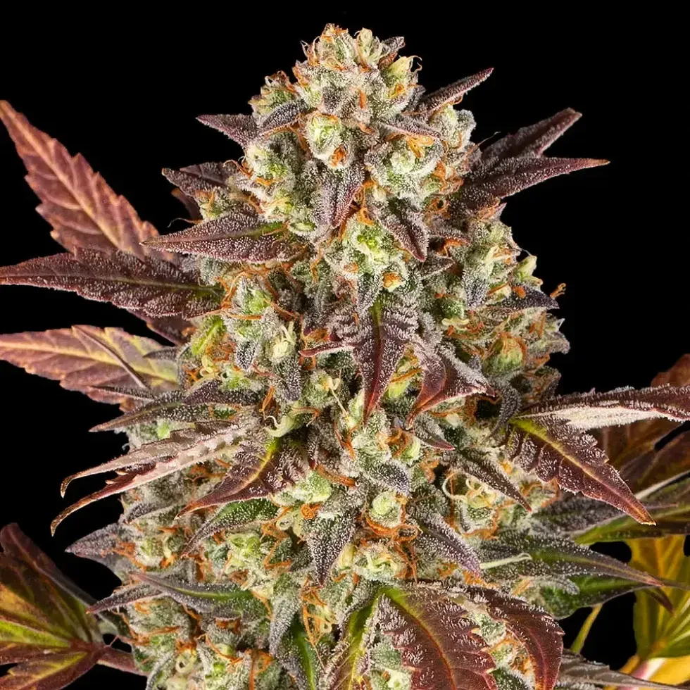 Amnesia Haze: Bright, Energetic, Creative