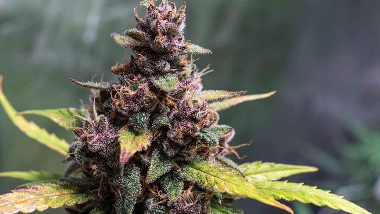 close-up shot of cannabis flower, gelato strain