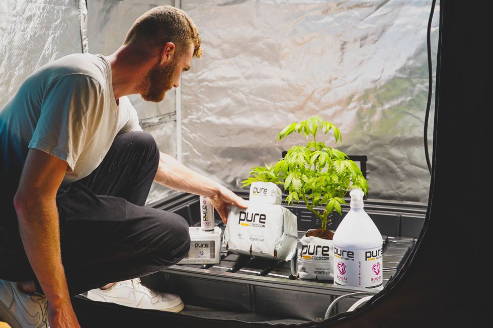 Connecticut Cannabis: A Guide to Legally Growing Cannabis at Home