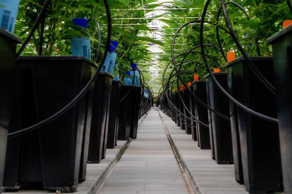 Cultivators are now breeding cannabis not just for THC, but other cannabinoids such as CBD, THCV, and more.