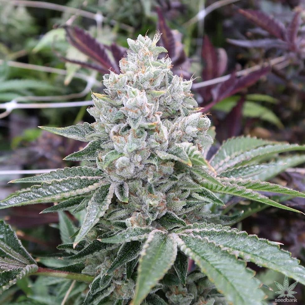 Do-Si-Do Strain Review: A Potent Hybrid with a Lavish Cannabis Experience
