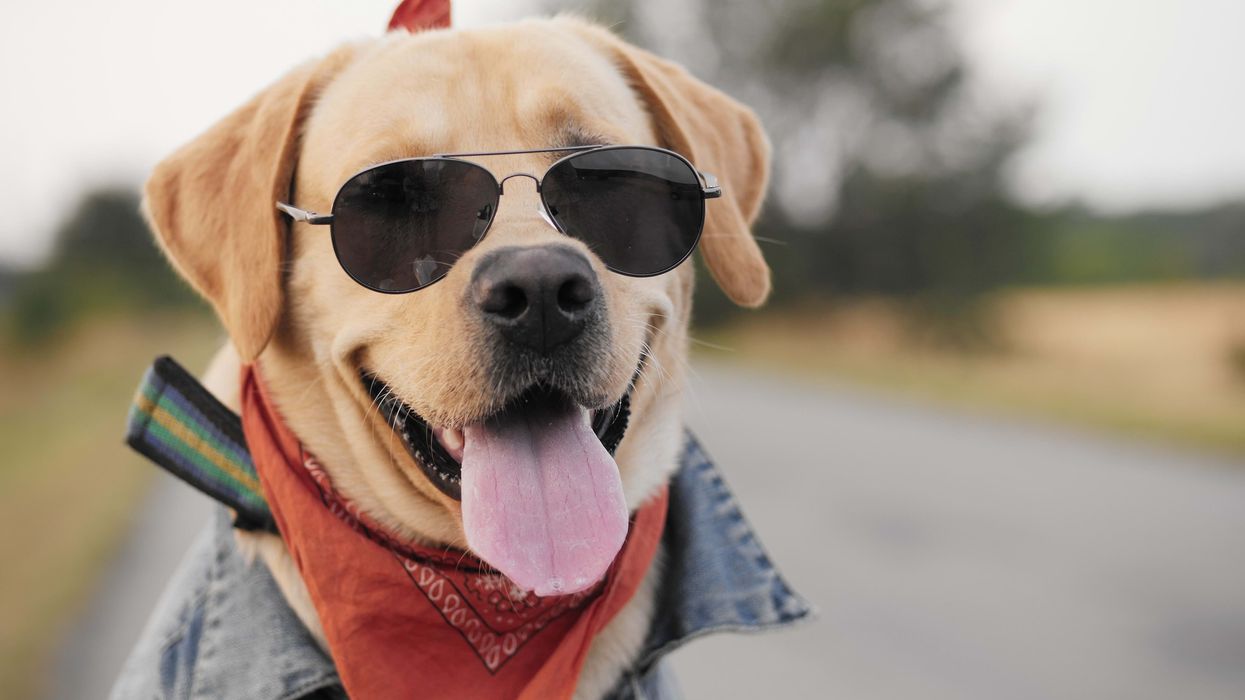 Dogs are extremely sensitive to cannabis, btw.