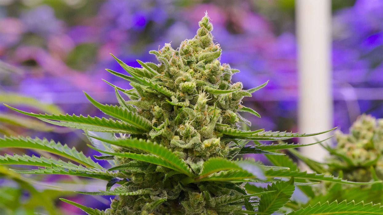 Durban Poison Strain Review