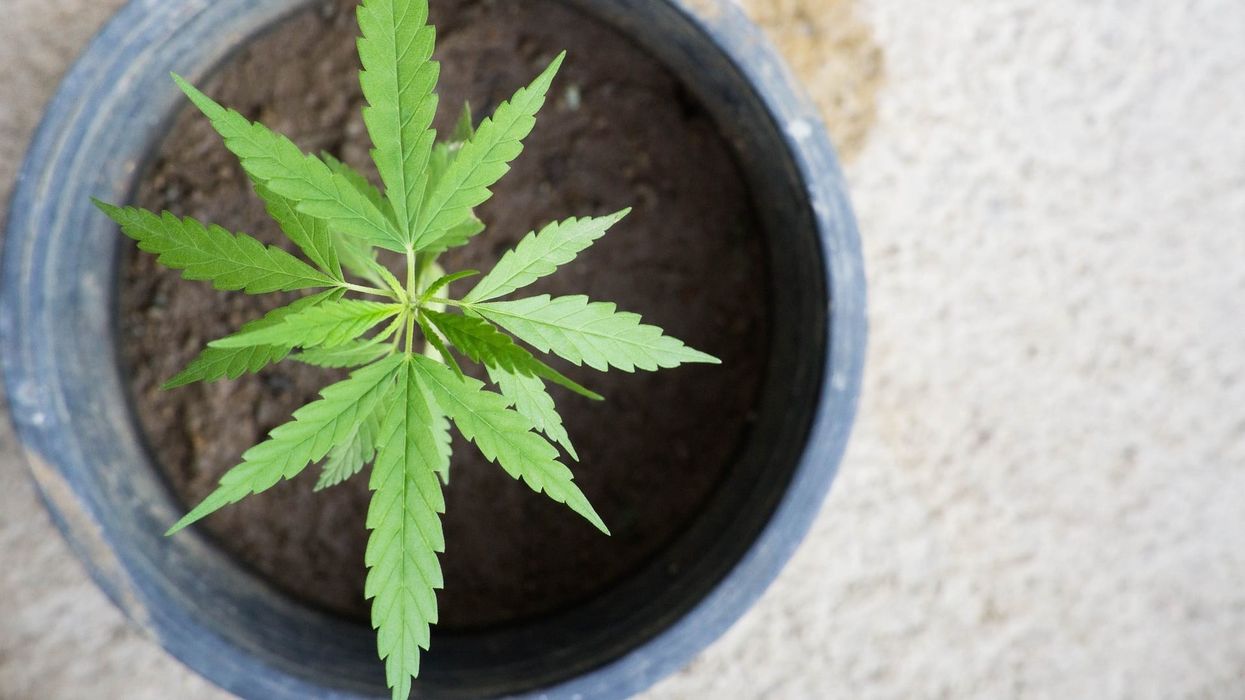 Evidence shows industry stakeholders should never fear home cannabis cultivation.