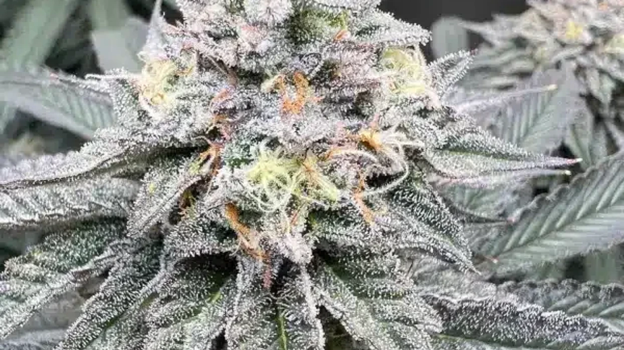 Experience the Delight of Cereal Milk Strain - The Bluntness