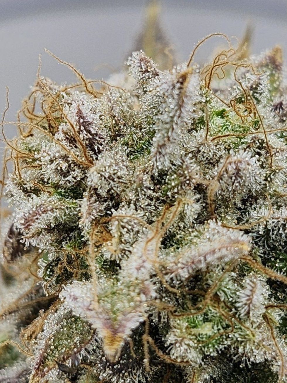 extreme macro photography of trichomes from Acapulco Gold cannabis strain