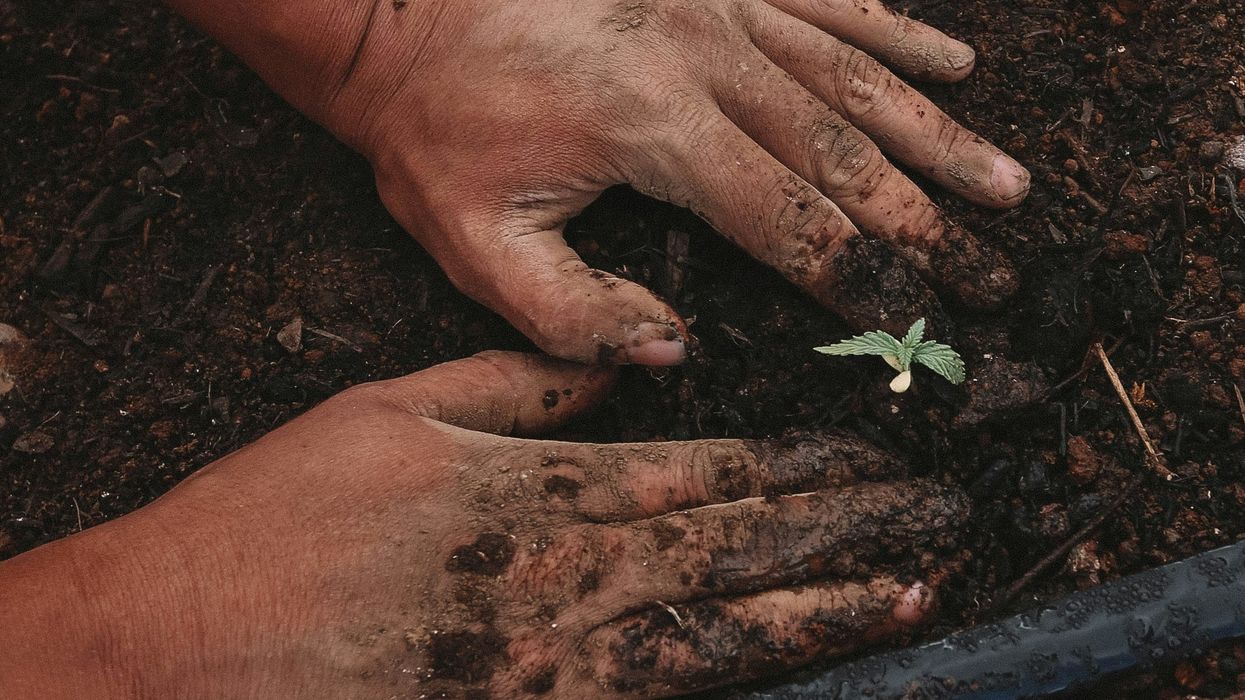 Financial Relief for NY Cannabis Farmers via $128 million Senate Plan