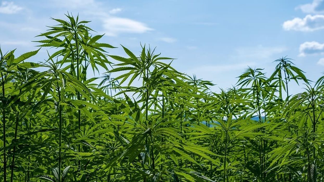 Georgia Hemp Farm