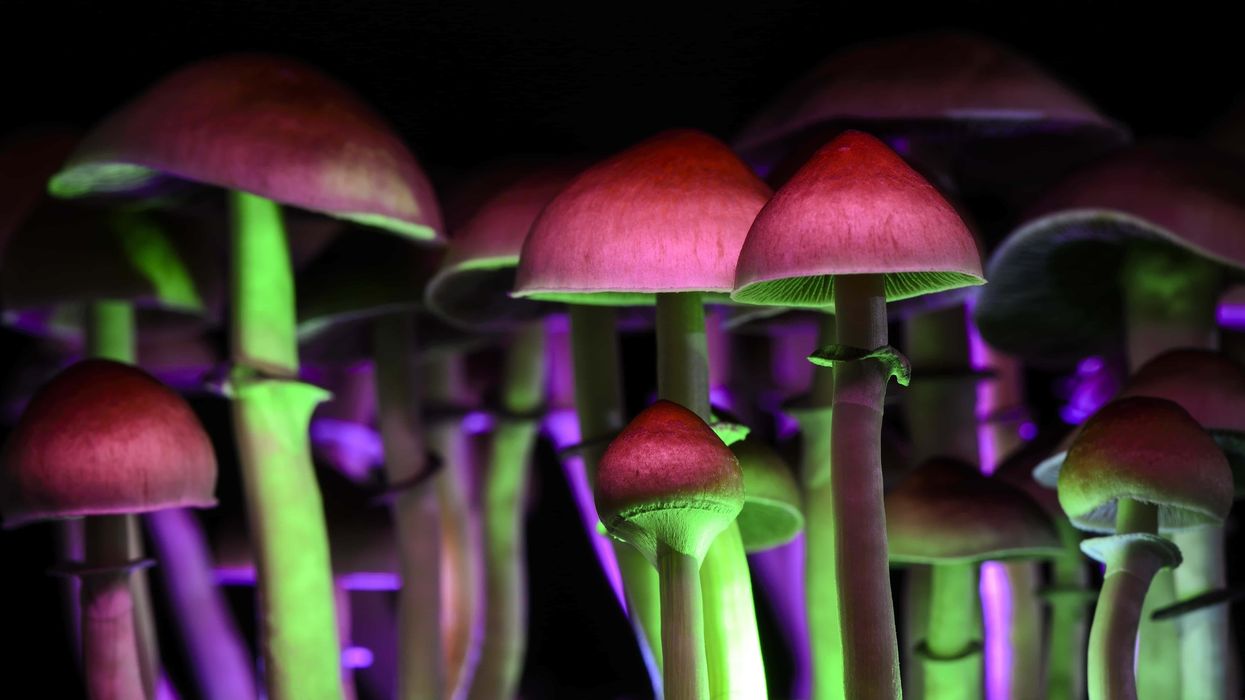 Getting you ready for your first magic mushroom trip - The Bluntness
