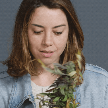 gif of Aubrey Plaza smelling a newly cut stalk of fresh cannabis