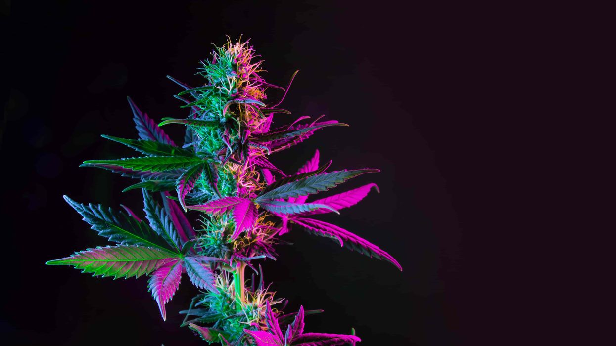 Gobstopper Strain: What Makes It Such a Fire Cannabis Cultivar? - The Bluntness