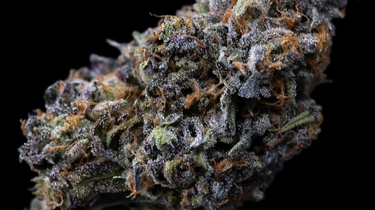 Gush Mints Strain Review: Relaxation, Flavor, and Balance