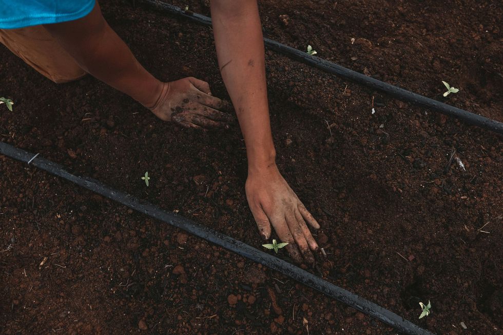 hand of farmer planting hemp seedlings in soil