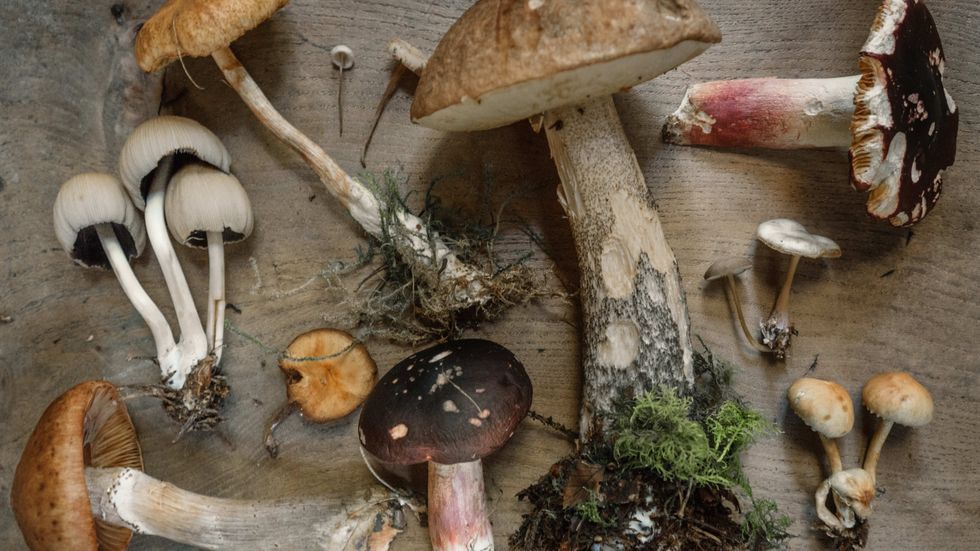 How Long Do Shrooms Last? Magic Mushroom Guide for Beginners - The Bluntness