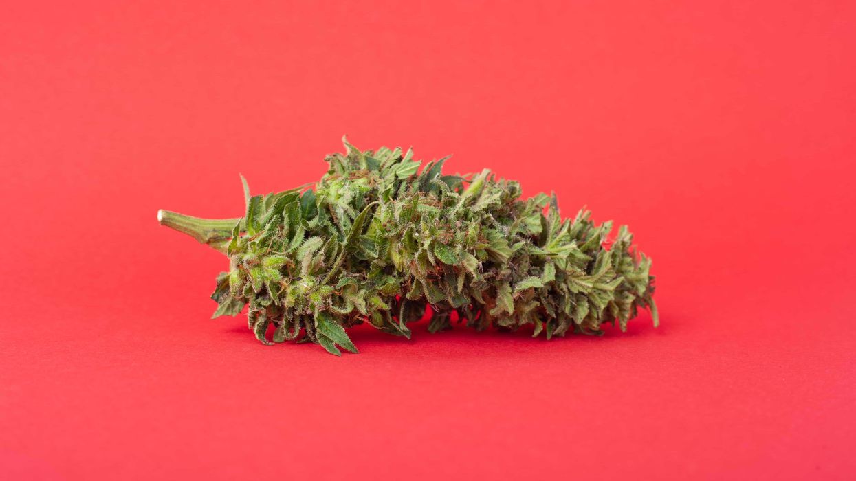 How to Get Free Weed - The Bluntness