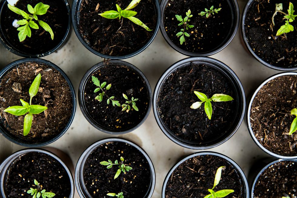 How to grow Blue Cheese - The Bluntness