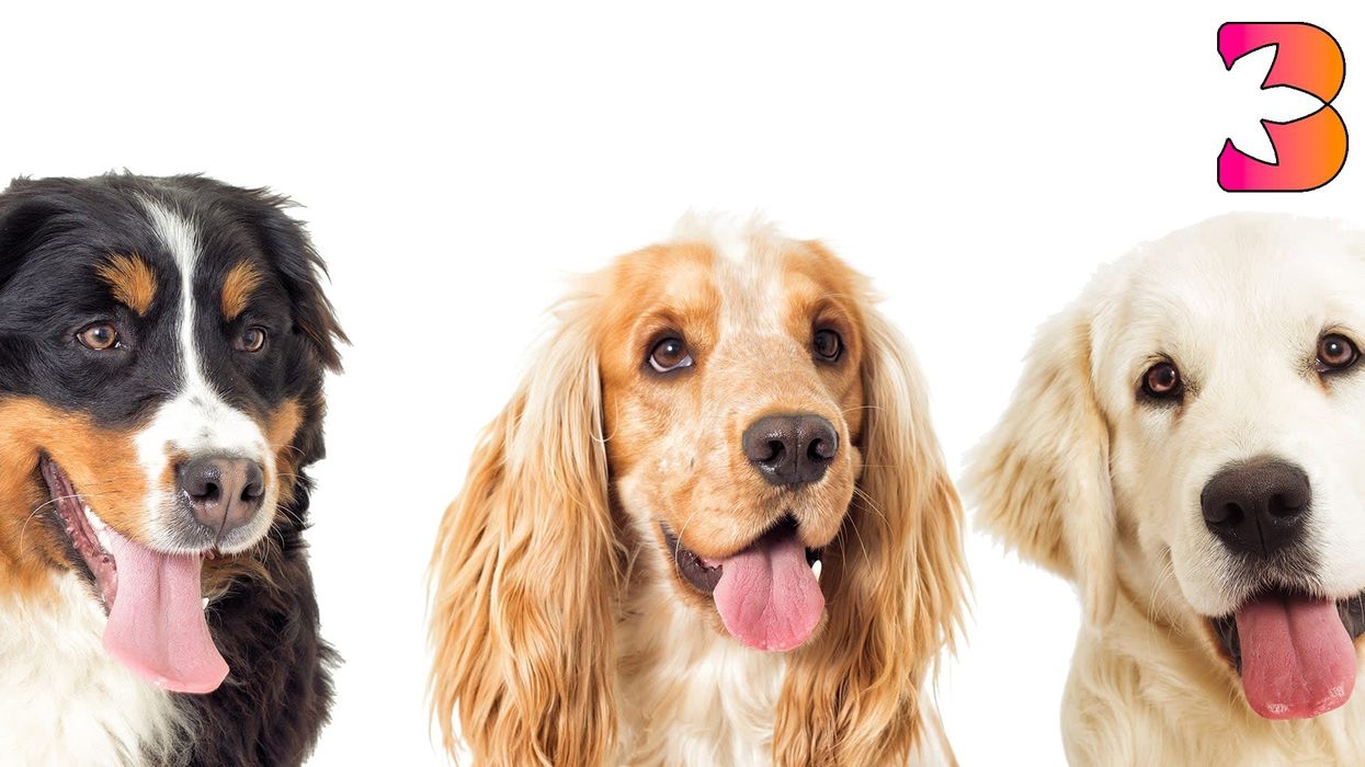 If Your Dog Is Not Feeling Like Their Usual Self, Consider Trying CBD Oil For Your Pet