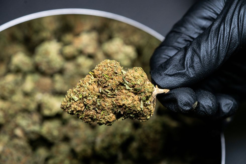 image close up of cannabis bud, post harvest