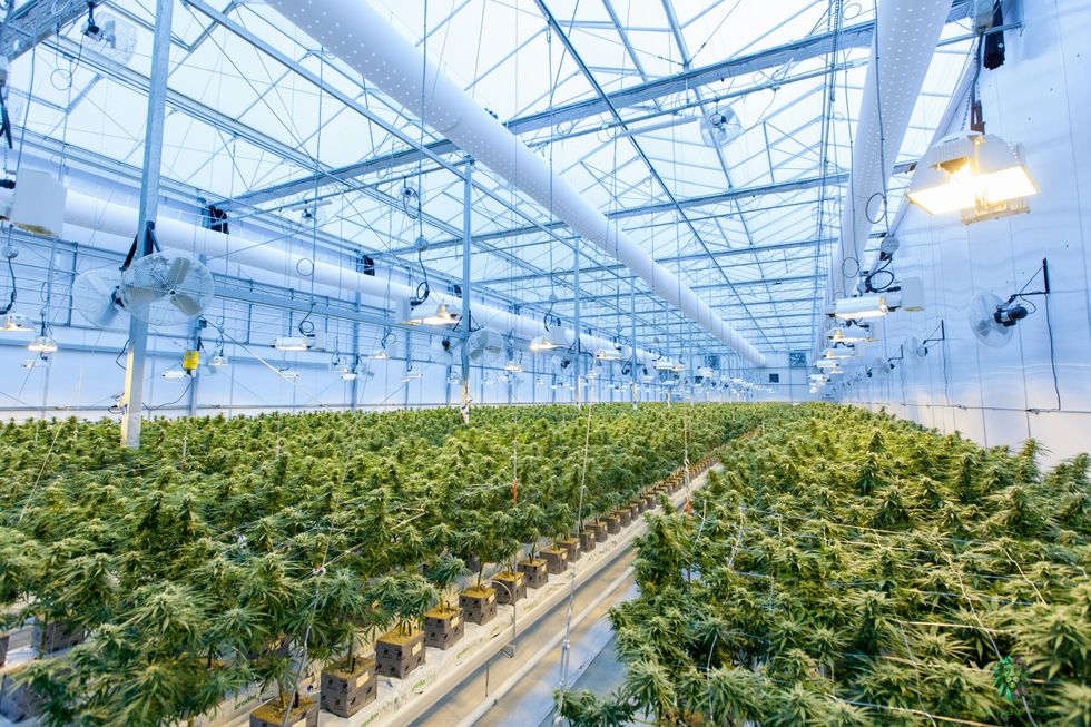 image of an indoor commercial green house growing cannabis