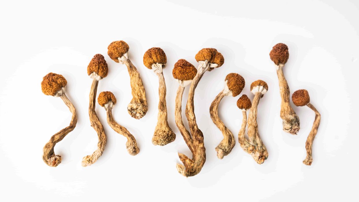 image of dried psychedelic mushrooms