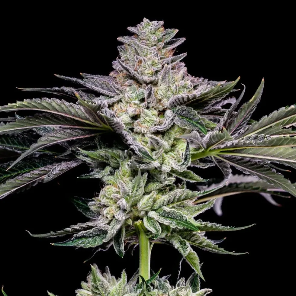 image of gush mints cannabis strain at flowering stage