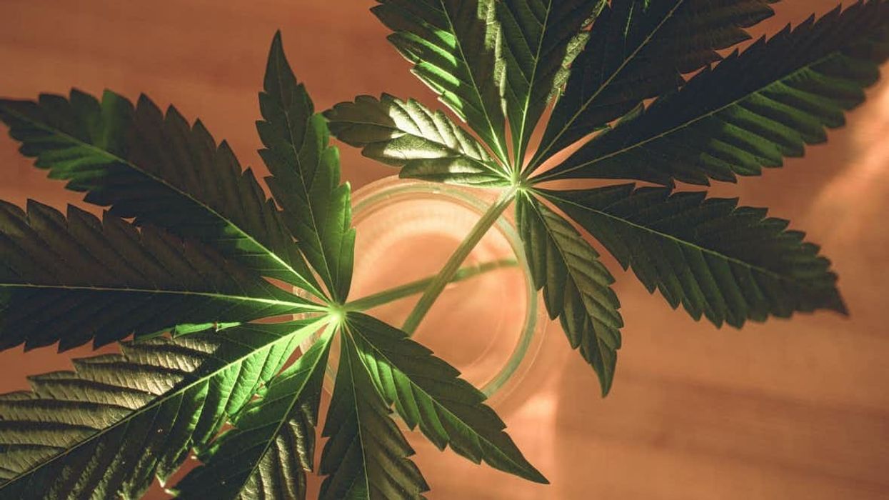 Politicians Push for Cannabis Loan Support as Part of COVID-19 PPP