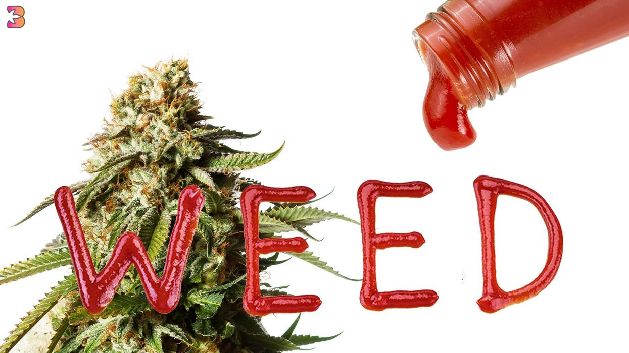 Illegal Cannabis Haul? Just Add Ketchup.