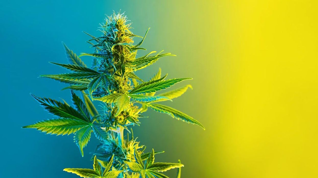 HHC & HHC-O Guide: Legalities, Effects, FAQ