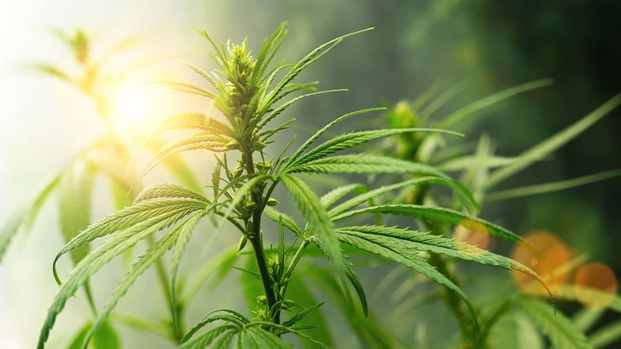 Delta-10 THC: Complete Guide to Effects, Uses, Legality