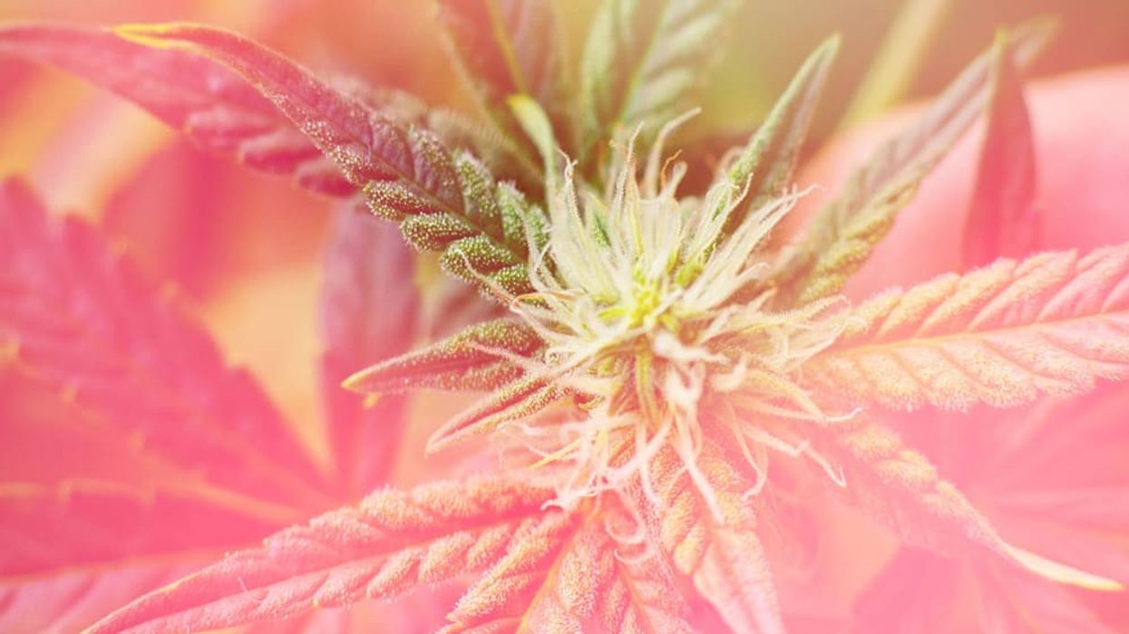 THC-O Guide: Effects & Legality Compared to THC