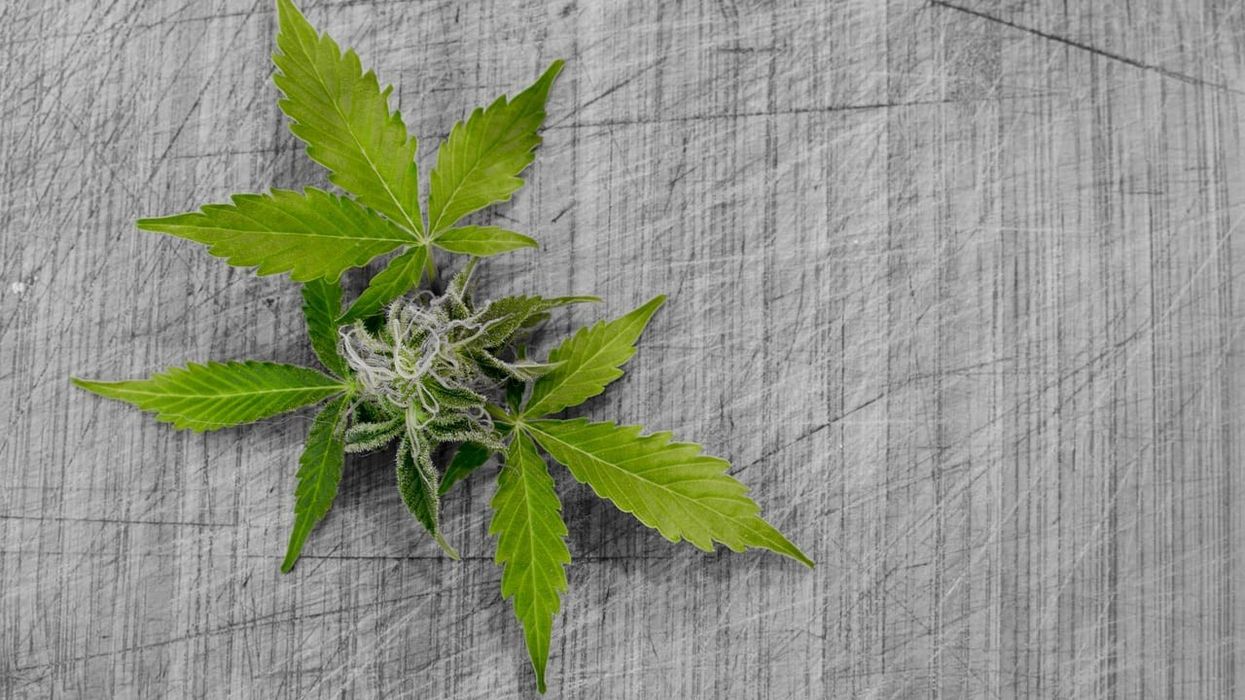 Weekly Cannabis Roundup: Growth, Struggles, Athletes, and Junk Food