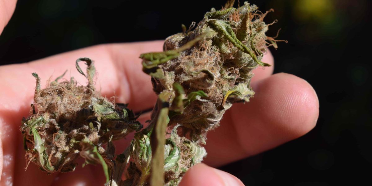 Moldy Weed Warning: Protect Your Health and Wellbeing