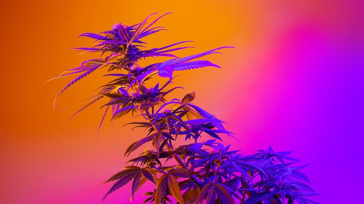 Delta-8 THC Guide: Legalities, Effects, FAQ