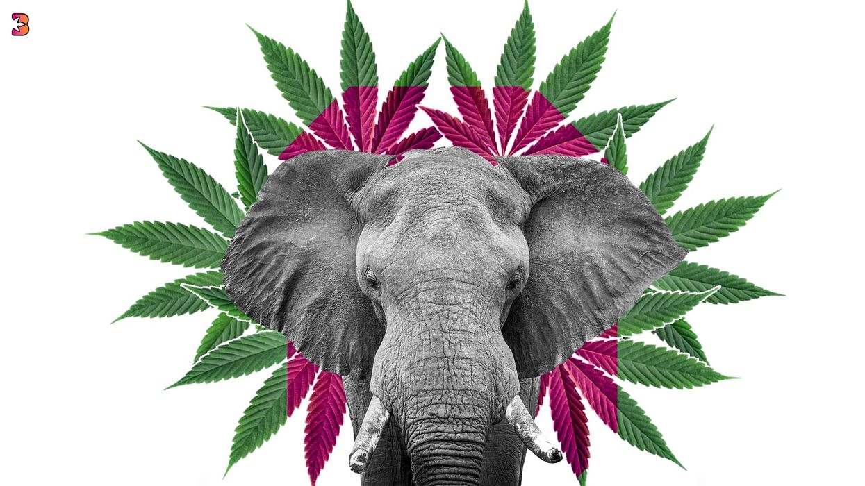 Elephant Receives CBD To Alleviate Depression