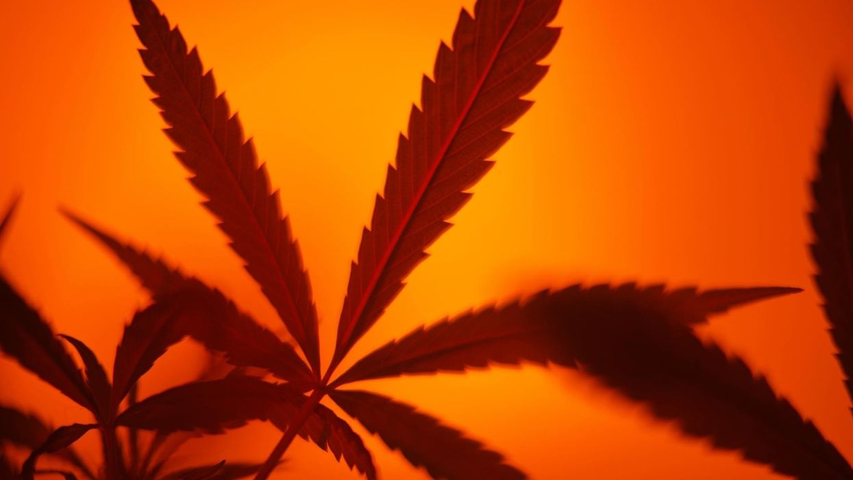 THC-P Guide: Is It the Strongest Type of THC?