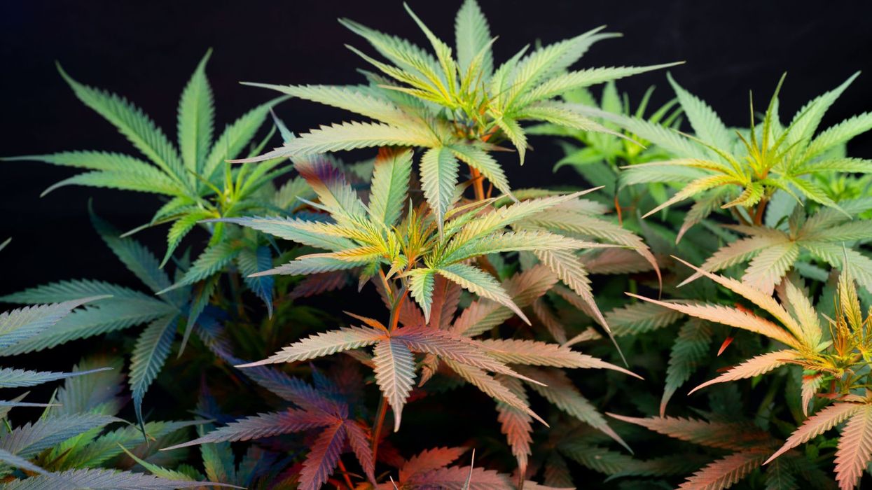 D9-O Guide: What Is Delta-9 THC-O?